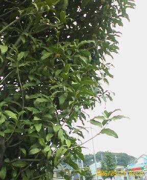f0087347_7483629.jpg