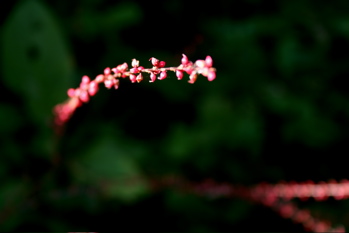 e0009049_17475376.jpg
