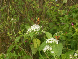 f0043559_1112038.jpg