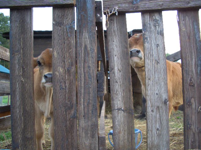 d0052770_1204867.jpg