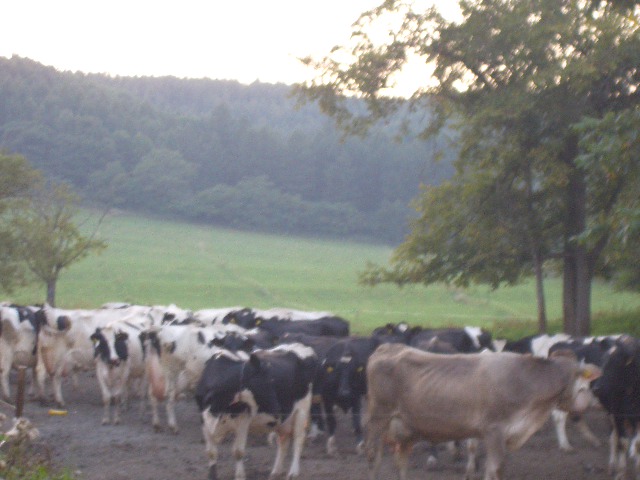 d0052770_128243.jpg