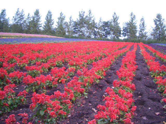 d0052770_22490100.jpg