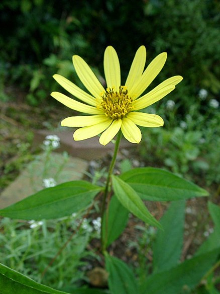 a0079880_742715.jpg