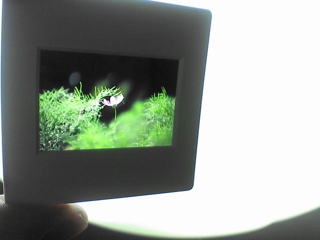 d0071507_6111315.jpg