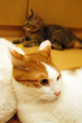 d0063314_034103.jpg