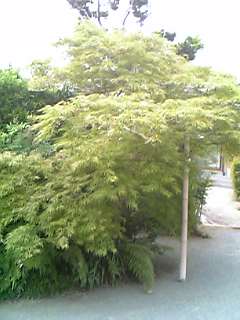 e0087443_054897.jpg
