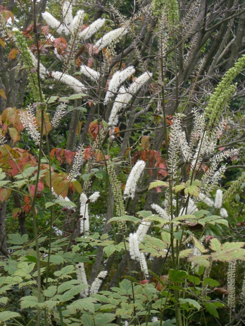 e0017562_11584535.jpg