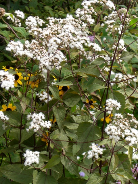 e0017562_12525022.jpg