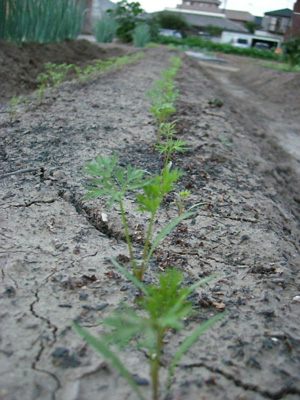 f0070493_22255429.jpg