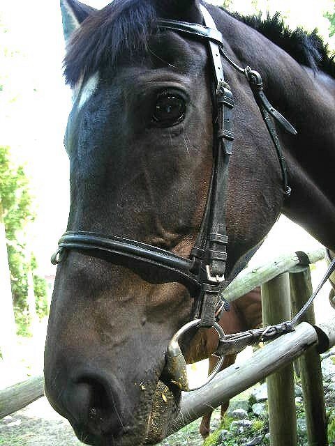 f0083400_119253.jpg