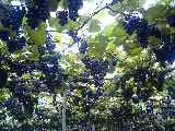 d0032405_2059963.jpg