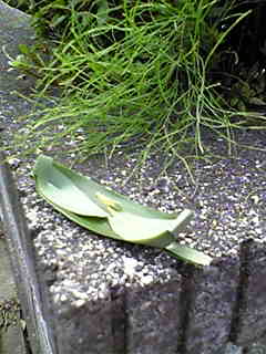 f0084010_21283930.jpg