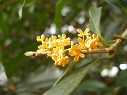 e0083212_1663237.jpg