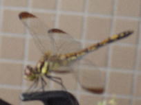 c0093339_2128464.jpg