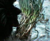 e0054045_1832815.jpg
