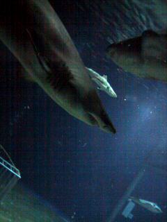a0030054_11492583.jpg