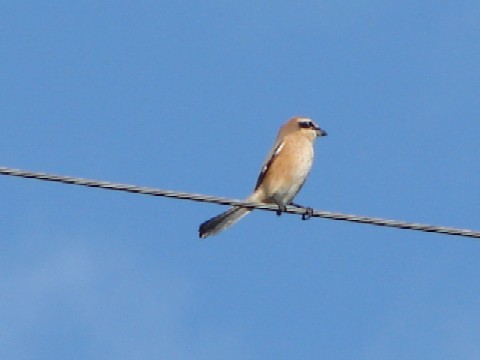 b0061261_1592734.jpg