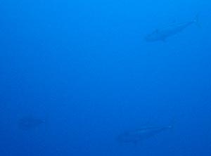 b0062363_2050476.jpg