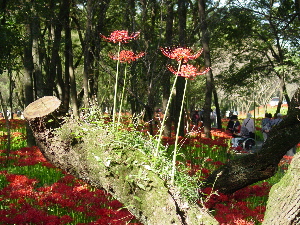 c0061964_20393618.jpg