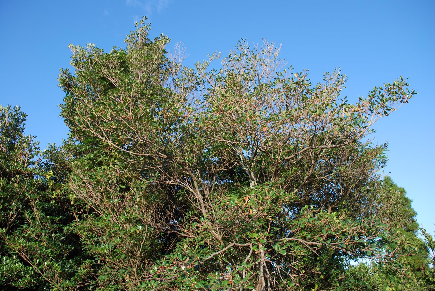 e0071178_6542481.jpg