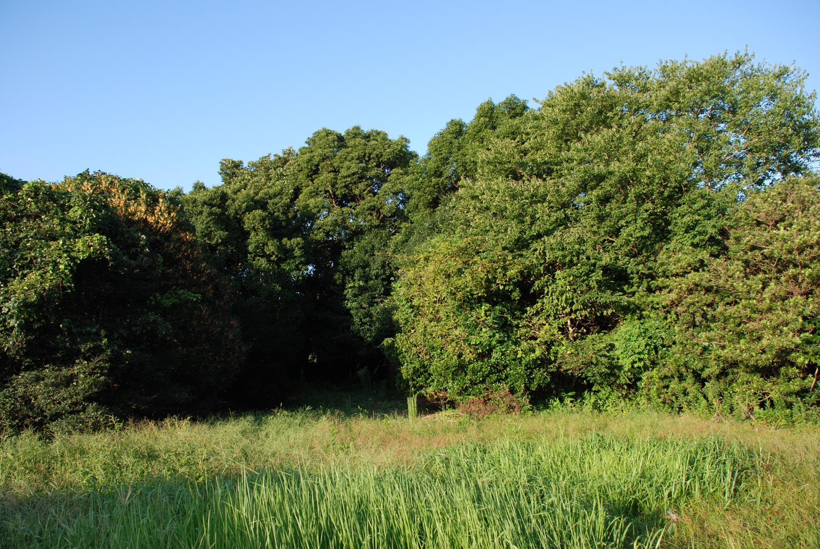 e0071178_6555590.jpg