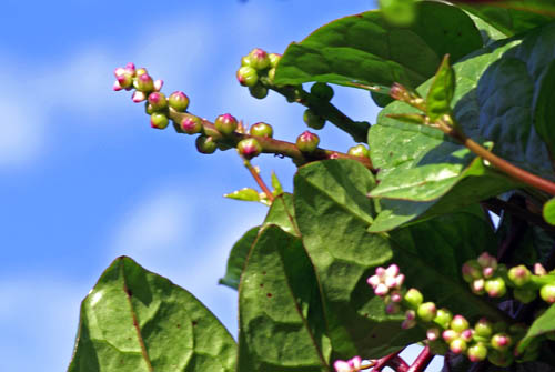 a0083081_2011568.jpg