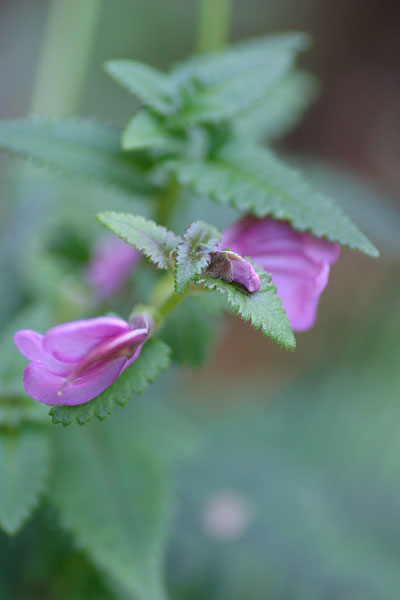 c0038290_7552187.jpg