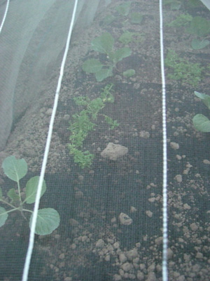f0070493_20441126.jpg