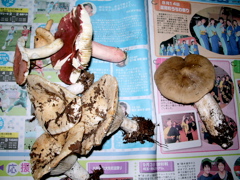 a0061594_114756.jpg