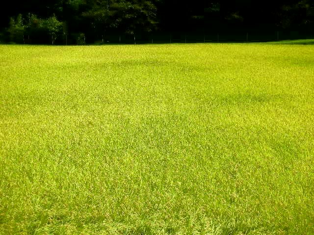 f0083400_1322756.jpg