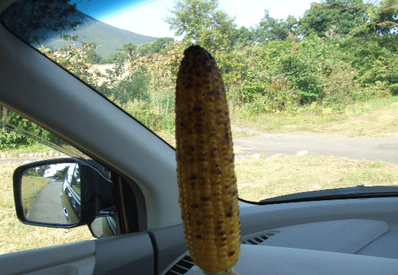 e0050801_0365011.gif