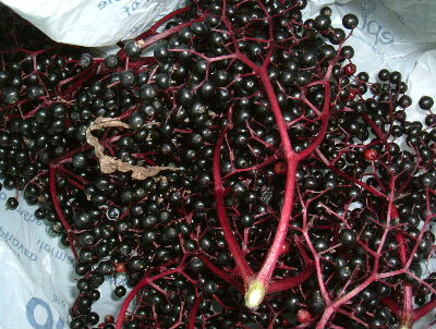 e0046112_335041.jpg