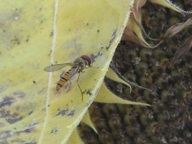 a0020929_9443311.jpg