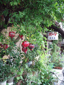 d0089534_3311556.jpg