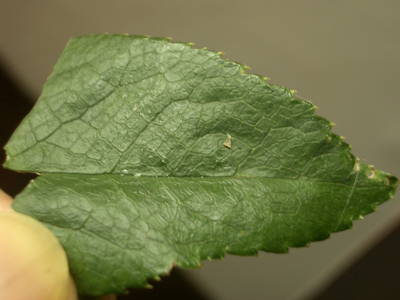 c0025140_2030384.jpg