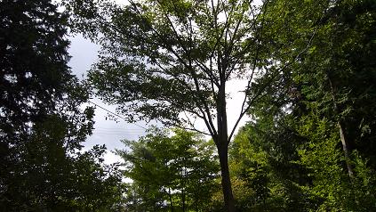 d0053940_1334288.jpg