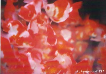 e0054842_22583024.jpg