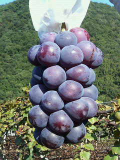 f0087347_13254638.jpg