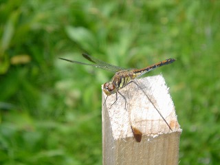 b0044663_15174926.jpg