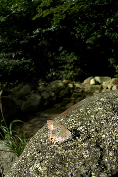 f0090680_05233.jpg