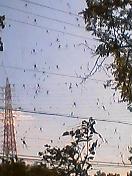 f0001781_13342453.jpg