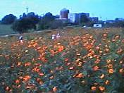 f0001781_1341225.jpg