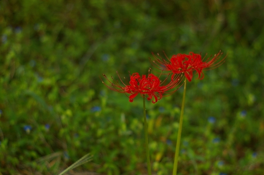 c0045129_12323384.jpg
