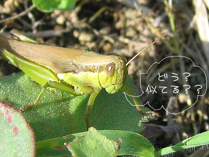 c0000134_1641965.jpg