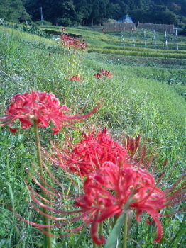 a0003150_13301567.jpg