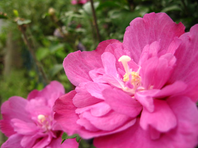 d0070473_12474867.jpg