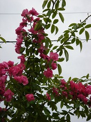 f0054421_23542397.jpg