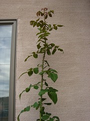 f0054421_2355191.jpg