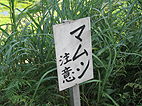 c0000134_16465559.jpg