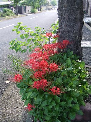 f0068649_1555091.jpg